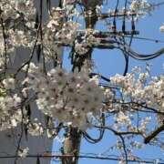 ヒメ日記 2025/04/20 15:29 投稿 りさ One More奥様　八王子店