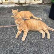 ヒメ日記 2025/08/08 11:09 投稿 りさ One More奥様　八王子店