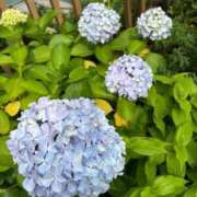 ヒメ日記 2025/08/15 07:59 投稿 りさ One More奥様　八王子店