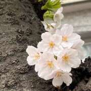 りさ 2月1日に消えます🌸 One More奥様　八王子店