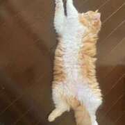 ヒメ日記 2025/01/26 16:51 投稿 汐音(しおん) グランドオペラ横浜