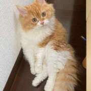 ヒメ日記 2025/03/03 11:01 投稿 汐音(しおん) グランドオペラ横浜