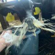 ヒメ日記 2025/08/13 22:01 投稿 みゆ 素人系イメージSOAP彼女感大宮館