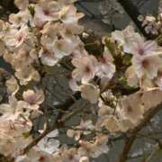 ヒメ日記 2025/04/06 19:50 投稿 うな 手こき＆オナクラ 大阪はまちゃん