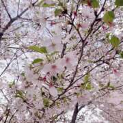 ヒメ日記 2026/04/05 17:38 投稿 そら 名古屋ちゃんこ