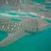 ヒメ日記 2025/01/30 09:21 投稿 一条　すみれ 川崎南町人妻高級ソープ エル・カーヒル(ELCURHIL)秘密の刻