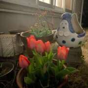 ヒメ日記 2025/03/27 21:33 投稿 一条　すみれ 川崎南町人妻高級ソープ エル・カーヒル(ELCURHIL)秘密の刻