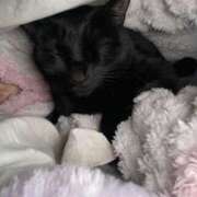 ヒメ日記 2025/12/11 22:24 投稿 一条　すみれ 川崎南町人妻高級ソープ エル・カーヒル(ELCURHIL)秘密の刻