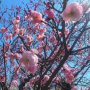 ヒメ日記 2026/03/02 09:27 投稿 日茉梨(ひまり) 人妻出逢い会 百合の園 山の手本店