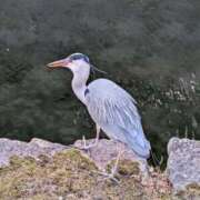 ヒメ日記 2025/04/16 14:17 投稿 結まりあ 高級ニューハーフヘルス-シーメール-革命-Shemale Revolution-京都店