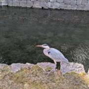 ヒメ日記 2025/04/24 14:13 投稿 結まりあ 高級ニューハーフヘルス-シーメール-革命-Shemale Revolution-京都店