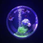 ヒメ日記 2025/06/08 20:06 投稿 AZUSA Salvador (サルバドール)