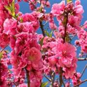 ヒメ日記 2026/02/23 21:06 投稿 AZUSA Salvador (サルバドール)