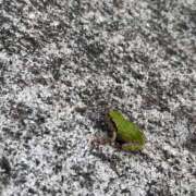 ヒメ日記 2025/06/06 17:14 投稿 つかさ 萌えコス