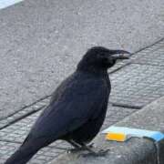 ヒメ日記 2025/11/13 21:55 投稿 つかさ 萌えコス