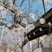 ヒメ日記 2025/02/28 09:10 投稿 くるみ 三毛猫