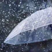 ヒメ日記 2025/03/03 09:39 投稿 くるみ 三毛猫