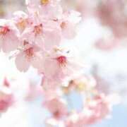 ヒメ日記 2025/04/08 10:56 投稿 くるみ 三毛猫