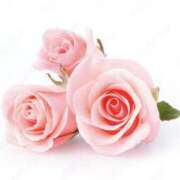 ヒメ日記 2025/04/12 09:33 投稿 くるみ 三毛猫