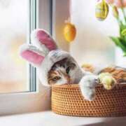 ヒメ日記 2025/04/22 07:32 投稿 くるみ 三毛猫