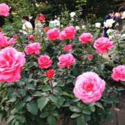 ヒメ日記 2025/05/07 07:07 投稿 くるみ 三毛猫