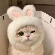 ヒメ日記 2025/05/14 07:11 投稿 くるみ 三毛猫