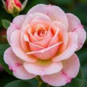 ヒメ日記 2025/05/28 07:21 投稿 くるみ 三毛猫