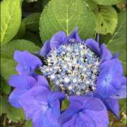 ヒメ日記 2025/05/30 07:31 投稿 くるみ 三毛猫