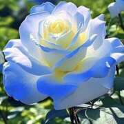 ヒメ日記 2025/06/03 08:46 投稿 くるみ 三毛猫