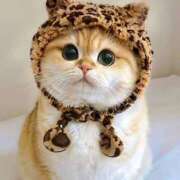 ヒメ日記 2025/06/08 09:02 投稿 くるみ 三毛猫