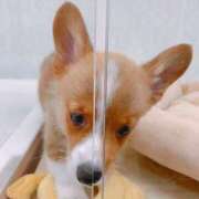 ヒメ日記 2025/06/14 07:46 投稿 くるみ 三毛猫