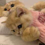 ヒメ日記 2025/06/17 07:00 投稿 くるみ 三毛猫