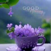 ヒメ日記 2025/09/09 09:36 投稿 くるみ 三毛猫