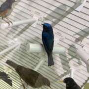 ヒメ日記 2025/04/26 22:16 投稿 石島しえ 全裸にされた女たちor欲しがり痴漢電車