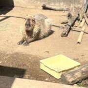 あゆむ バレンタインイベント❤️ 松本人妻隊