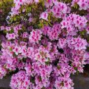 ヒメ日記 2025/04/24 09:54 投稿 小山みち子 五十路マダム 浜松店(カサブランカグループ)