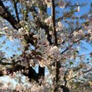 ヒメ日記 2025/04/09 21:14 投稿 シキ/Shiki 英國屋（金津園）