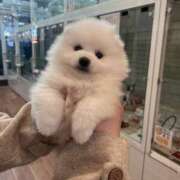 ひまり にゅるにゅるだから クラブ貴公子