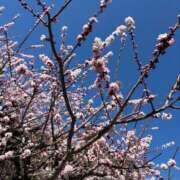 ヒメ日記 2025/03/28 05:30 投稿 橋本あいり(単体AV女優) プレイボーイ　アゲハ