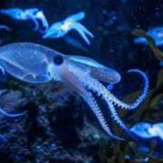 ヒメ日記 2025/04/19 22:45 投稿 橋本あいり(単体AV女優) プレイボーイ　アゲハ