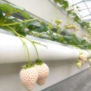 ヒメ日記 2025/03/14 18:56 投稿 ゆうり スパーク日本橋