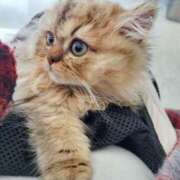 ヒメ日記 2025/02/04 13:11 投稿 星乃 愛音 東京貴楼館