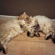 ヒメ日記 2025/02/05 06:11 投稿 星乃 愛音 東京貴楼館