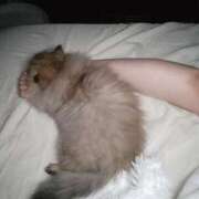 ヒメ日記 2025/03/09 00:51 投稿 星乃 愛音 東京貴楼館