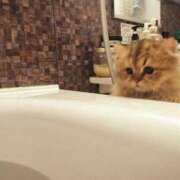 ヒメ日記 2025/04/15 12:03 投稿 星乃 愛音 東京貴楼館