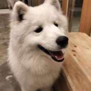 ヒメ日記 2025/04/17 03:21 投稿 星乃 愛音 東京貴楼館