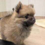 ヒメ日記 2025/04/25 11:51 投稿 星乃 愛音 東京貴楼館