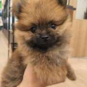 ヒメ日記 2025/04/25 16:41 投稿 星乃 愛音 東京貴楼館