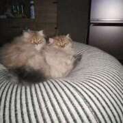 ヒメ日記 2025/04/26 05:01 投稿 星乃 愛音 東京貴楼館