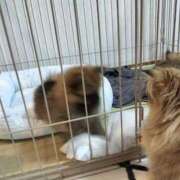 ヒメ日記 2025/04/28 18:02 投稿 星乃 愛音 東京貴楼館